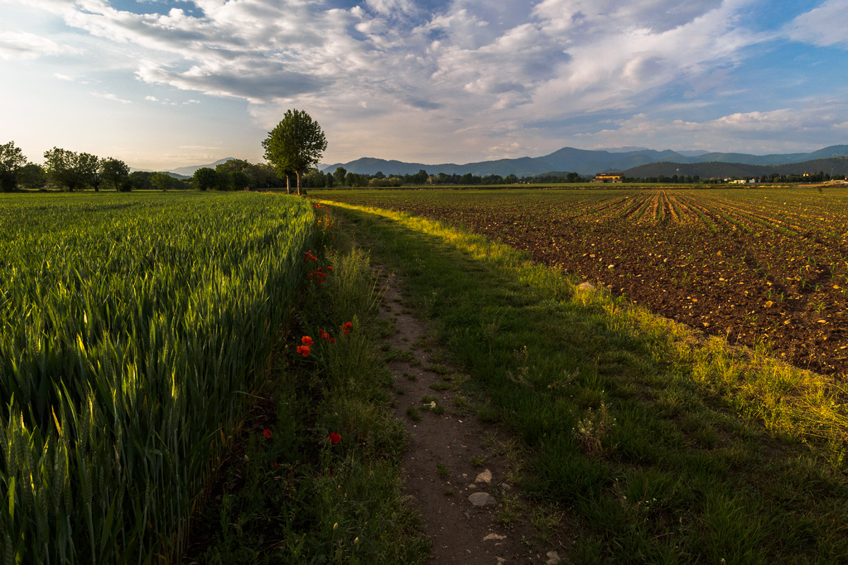 La pista dei papaveri