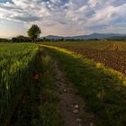 La pista dei papaveri