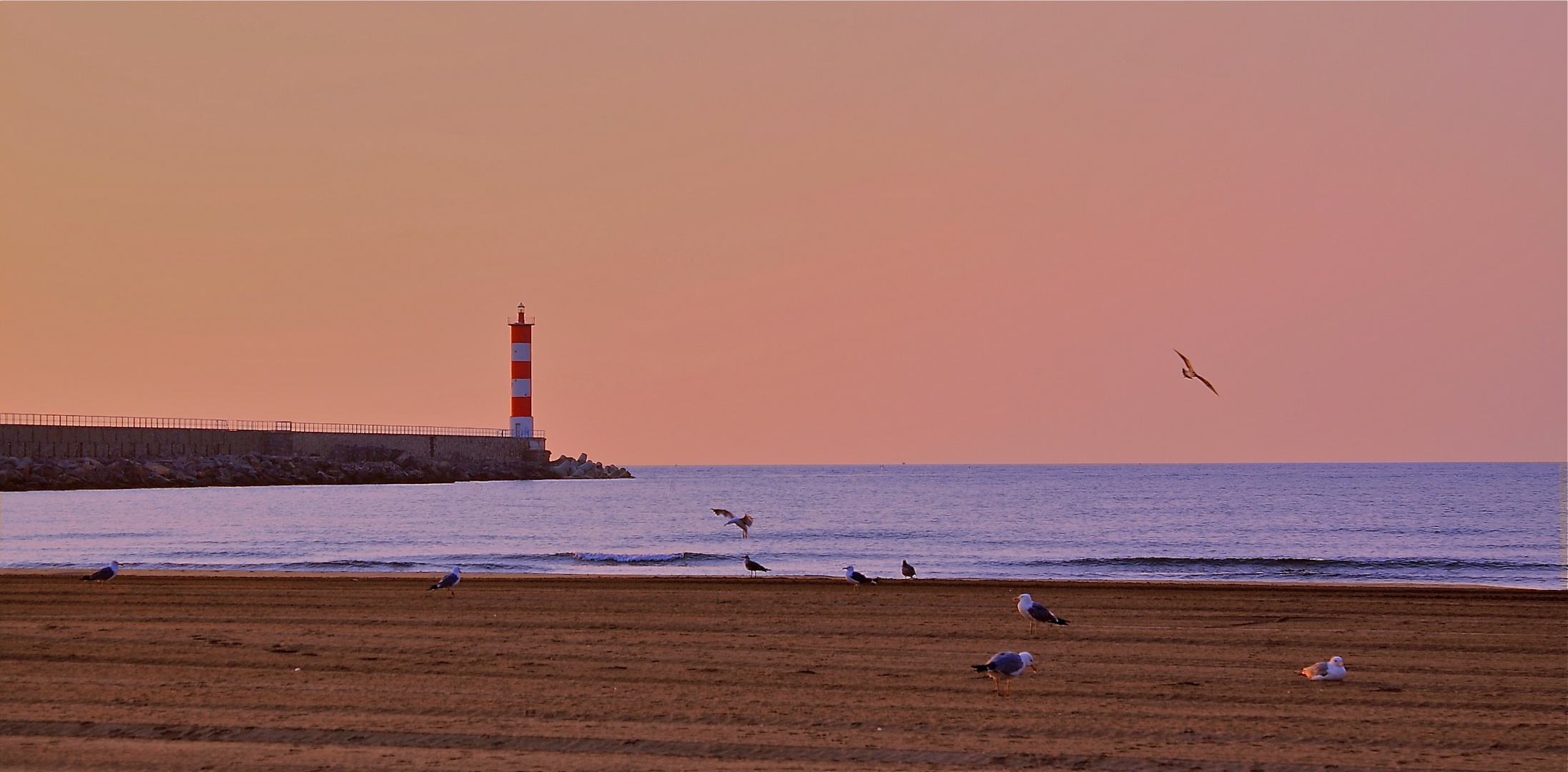 La plage aux goëlands