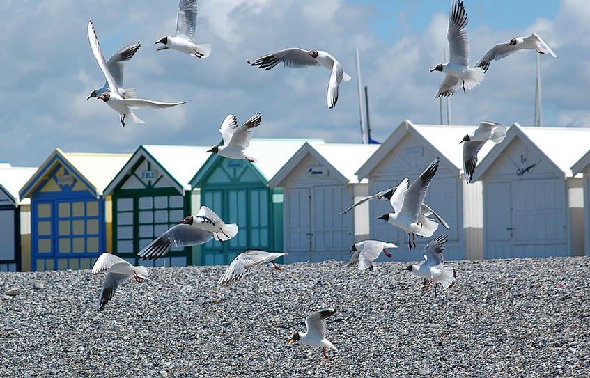 La plage de Cayeux sur mer