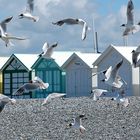 La plage de Cayeux sur mer