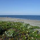 La plage de mariana (Haute Corse)