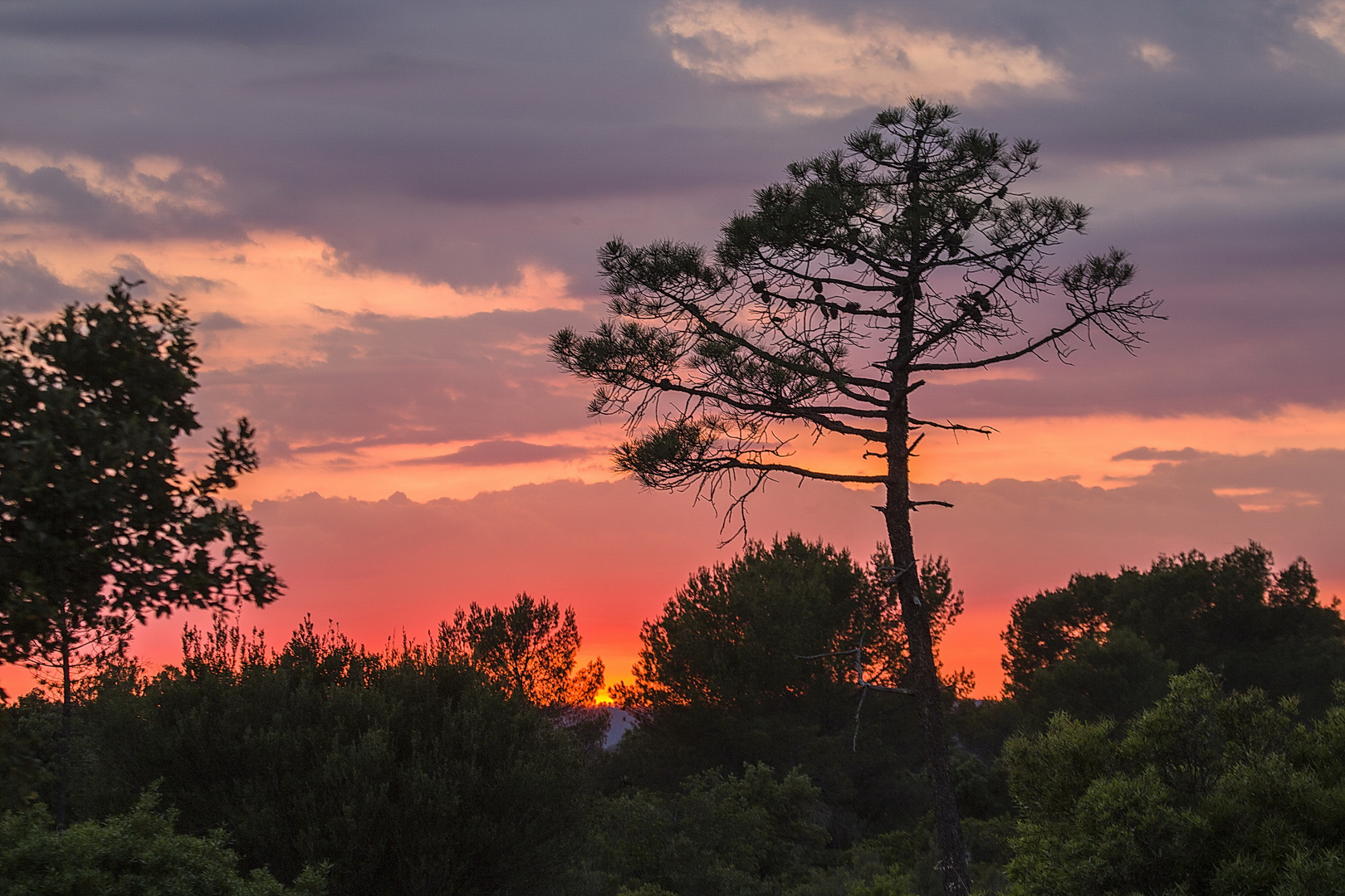 La Plaine des Maures ( Var )