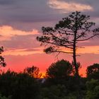 La Plaine des Maures ( Var )