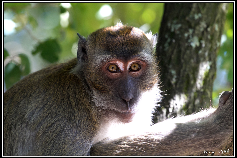 La planète des singes