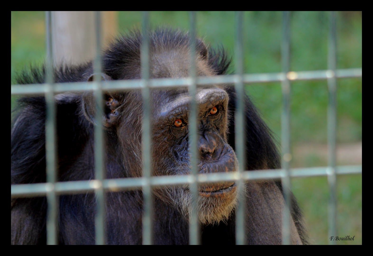 .... La planète des singes ....