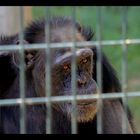 .... La planète des singes ....