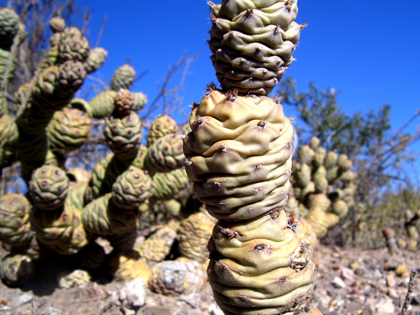 la planta mas fuerte: los cactus