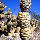 la planta mas fuerte: los cactus