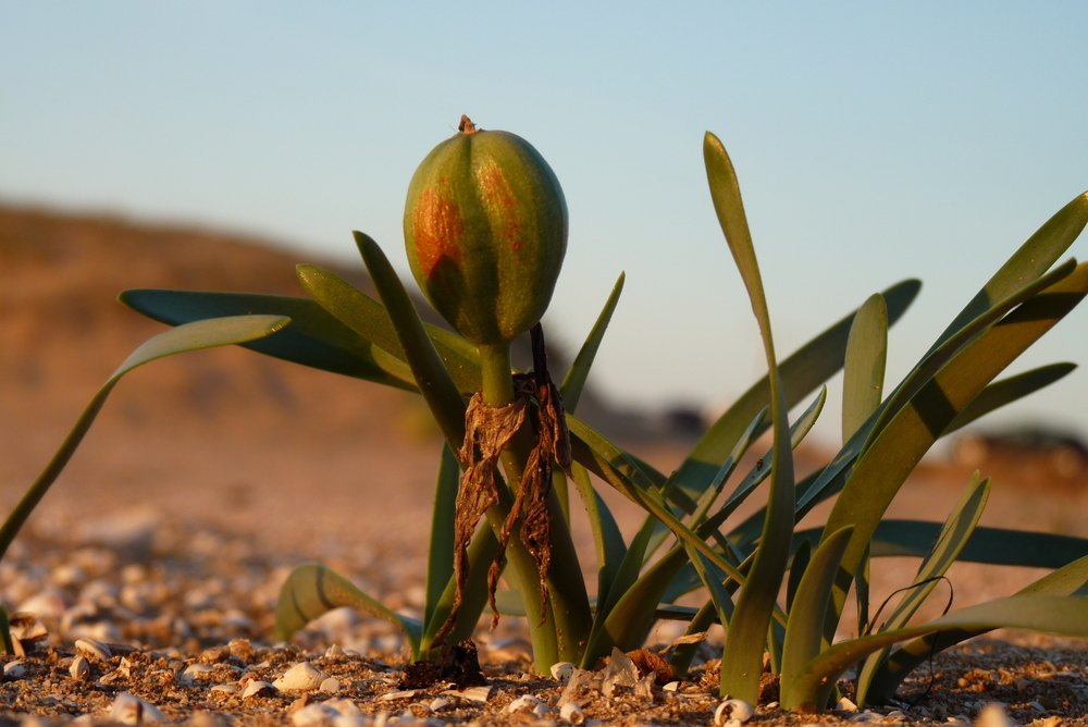 la plante