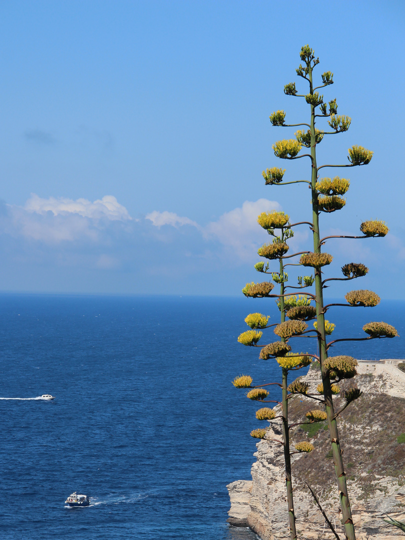 la plante et la mer