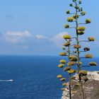 la plante et la mer