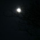 la pleine lune(pas vraiment top mais j'aime les ombres de l'arbre)