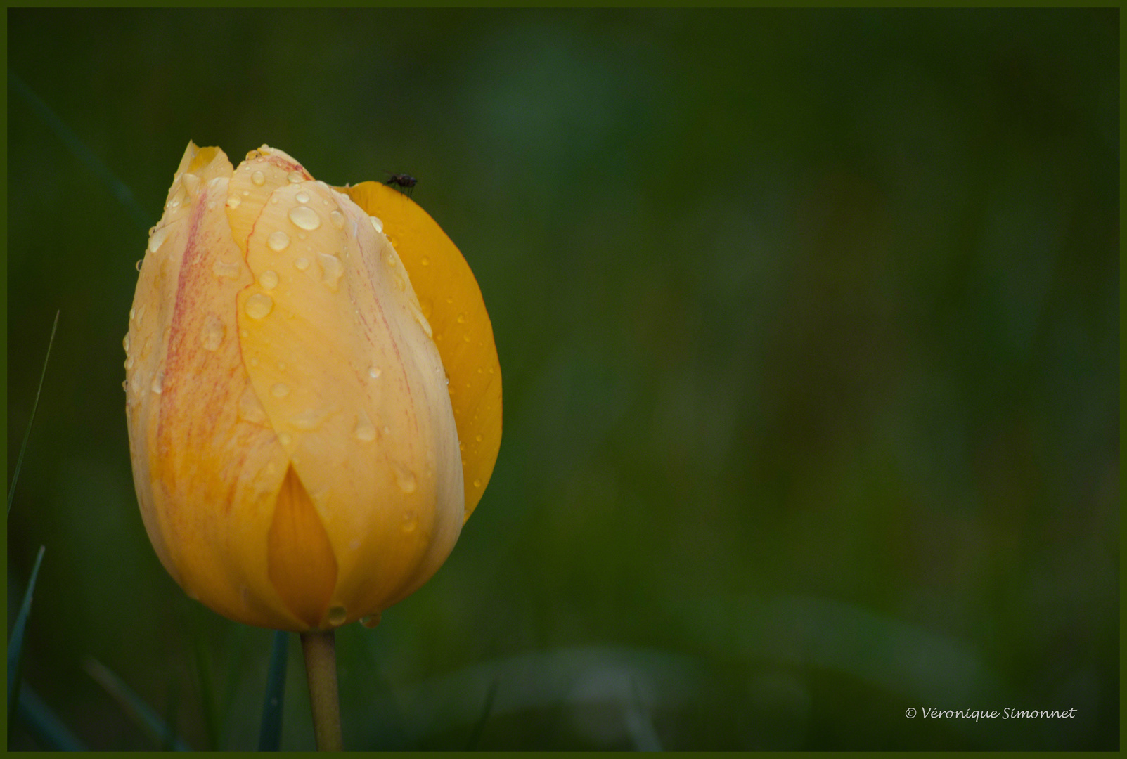 La pluie