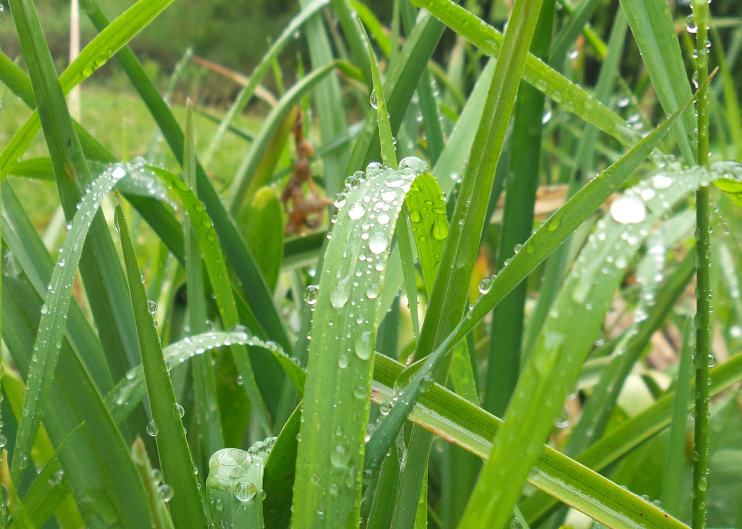 la pluie