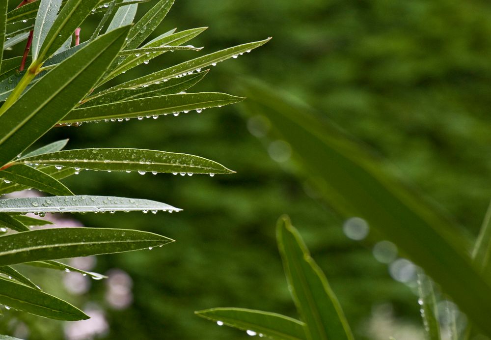 La pluie est revenue