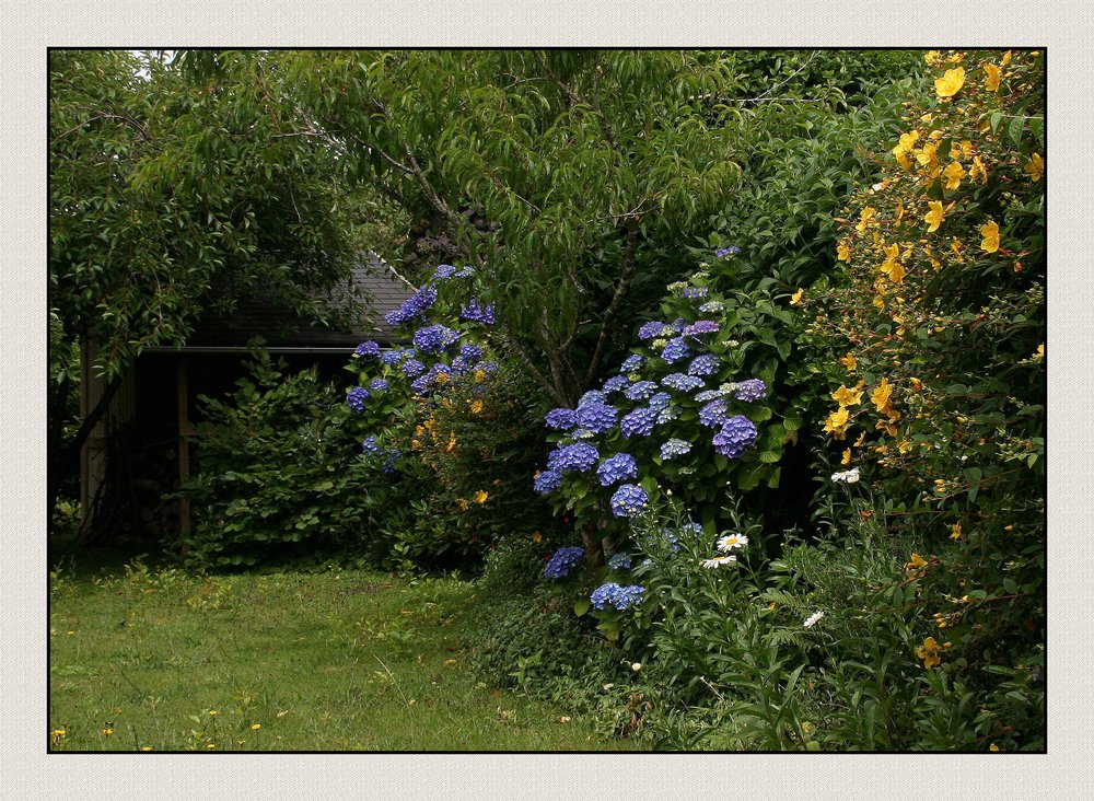 " La pluie fait pousser les hortensias, mais le gazon aussi "