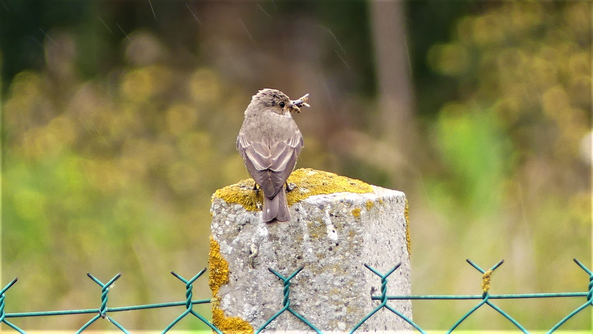 La pluie, l'oiseaux, et le taon