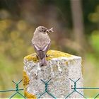 La pluie, l'oiseaux, et le taon