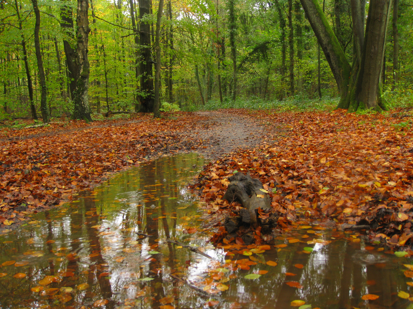 la pluie nous invite à marcher dans les nuages