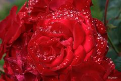 La pluie sur les roses