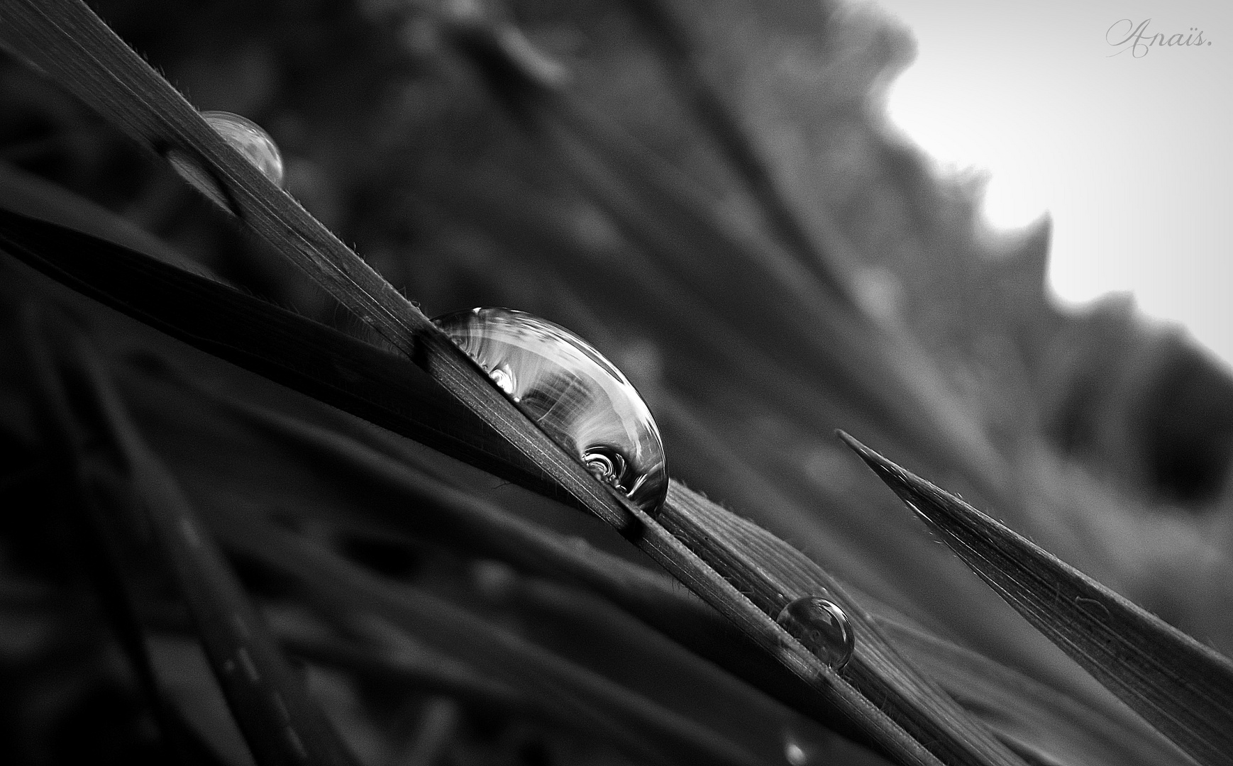 « La pluie tombe comme nous tombons amoureux : en déjouant les prévisions. »