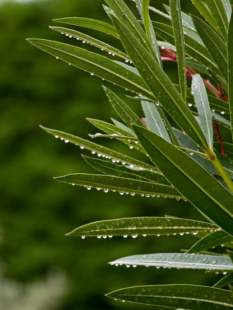 La pluie….enfin un peu revenue… !