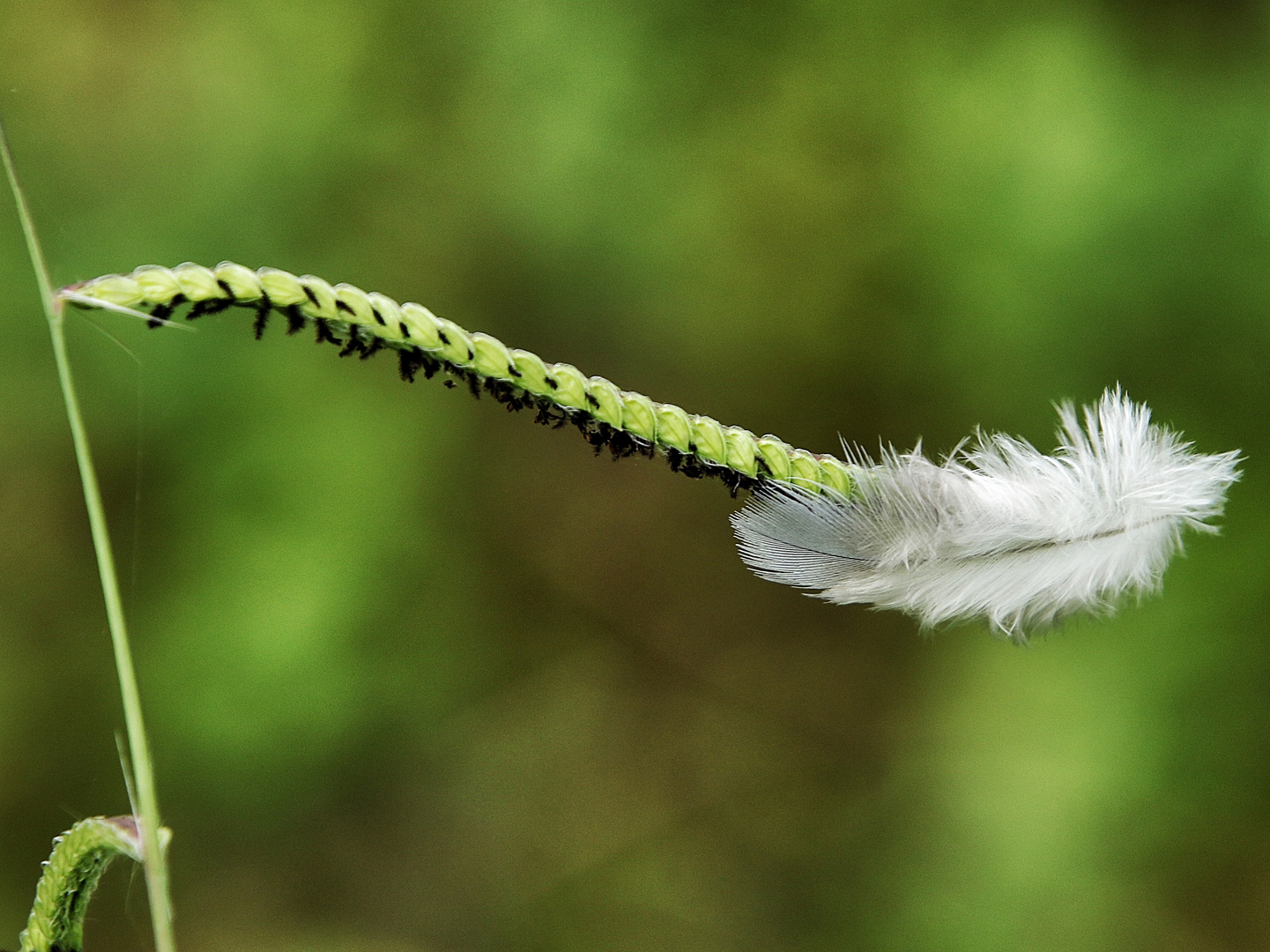 la plume blanche !