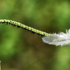 la plume blanche !