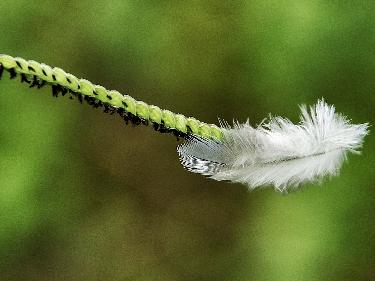 la plume blanche !