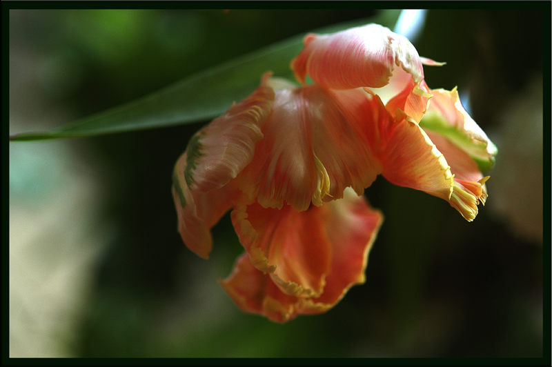 la plus belle des tulipes