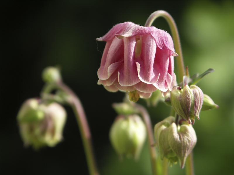 La plus belle fleur du jardin...