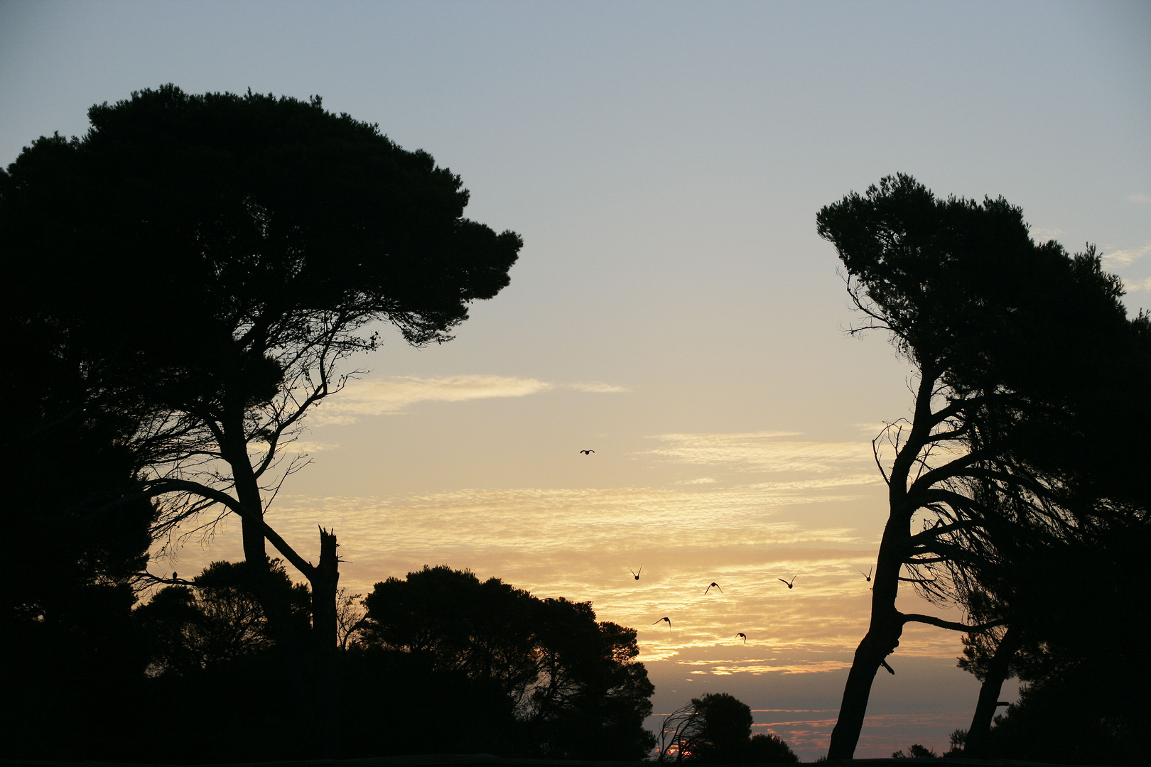 LA POESIA DEL BOSQUE MEDITERRANEO