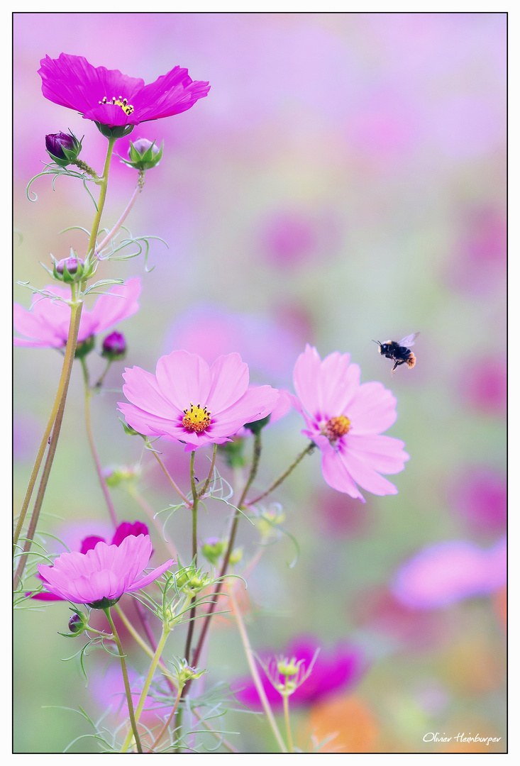 La poésie du jardin