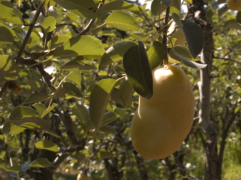 la poire de terre