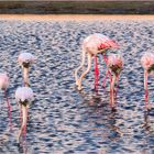 La politique de l'autruche version flamands roses