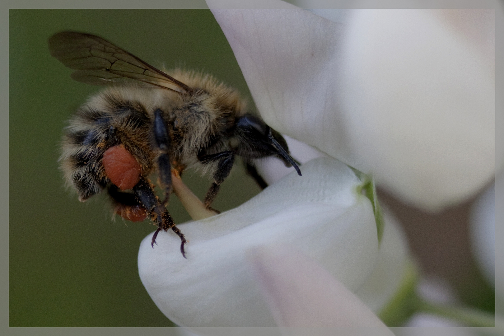 La pollinisation