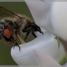 La pollinisation