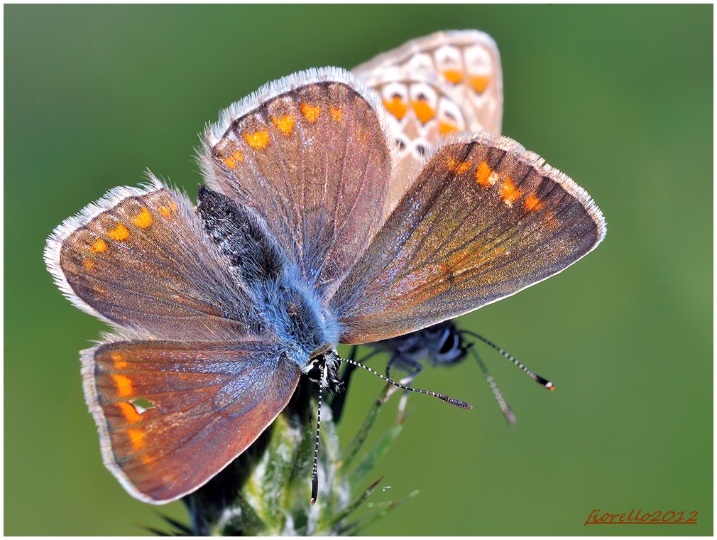 la Polyommatus icarus ferita