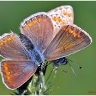 la Polyommatus icarus ferita