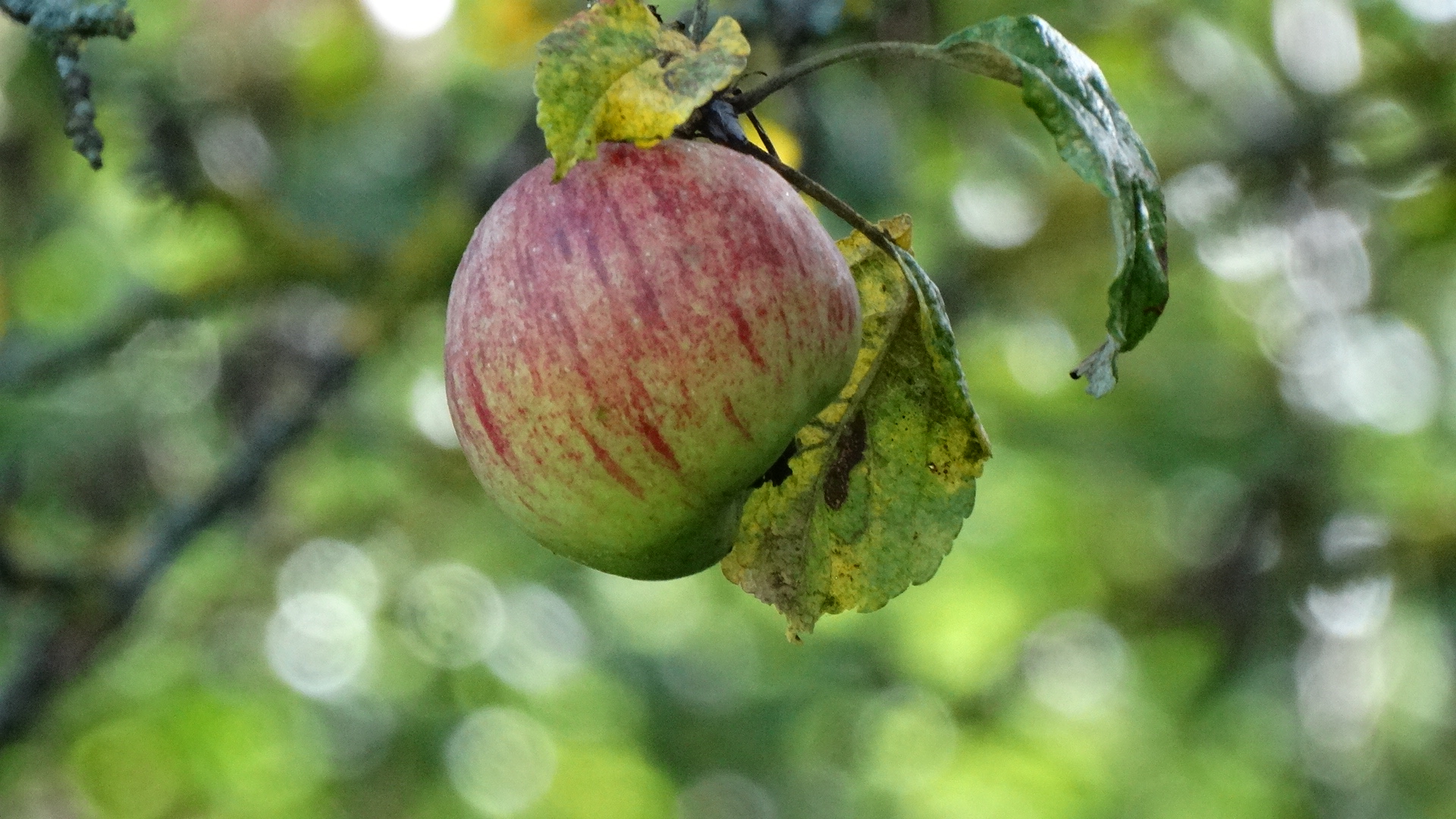 la pomme