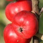 La pomme rouge