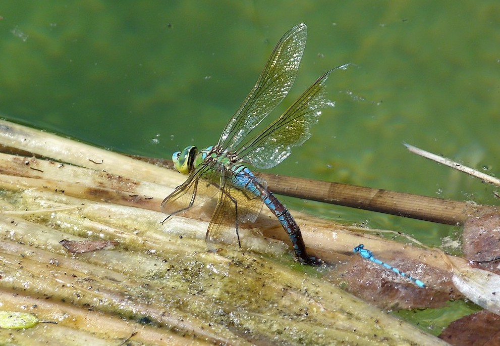 *la ponte* anax imperator