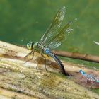 *la ponte* anax imperator