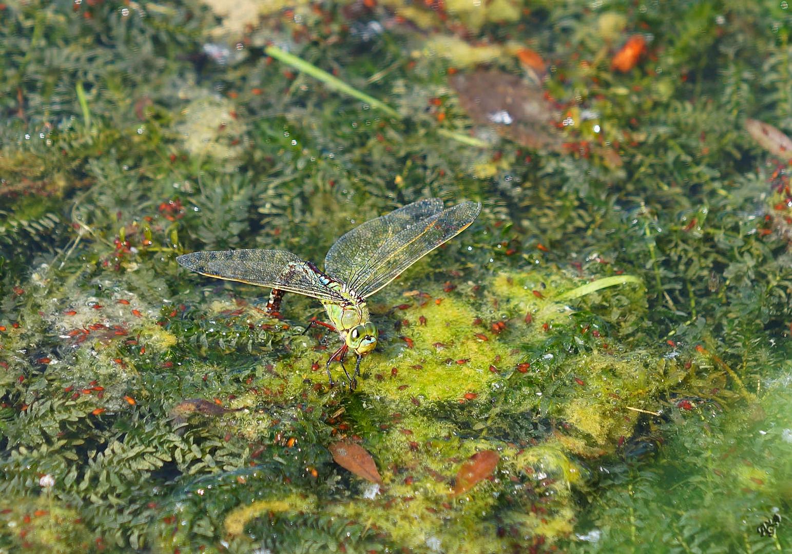 La ponte de l'anax empereur