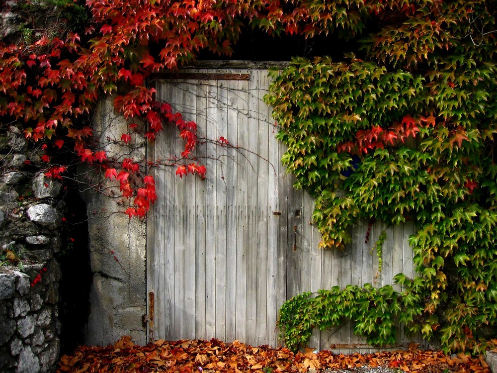 la porte en bois