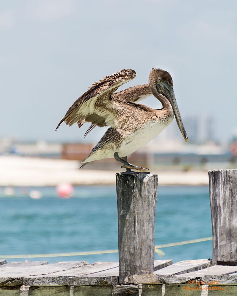 LA POSE DE LA GRULLA