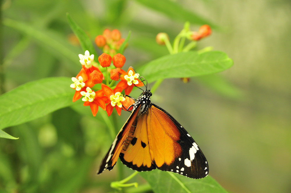 LA POSE DU PAPILLON