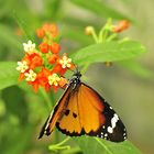 LA POSE DU PAPILLON