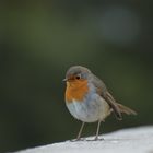 La pose du Rouge-gorge